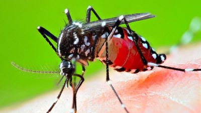 डेंगु को उपचार के हो? विश्व स्वास्थ्य सङ्गठनले के भन्छ?